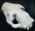 Oreodont (Merycoidodon gracilis) Partial Skull #8852-9